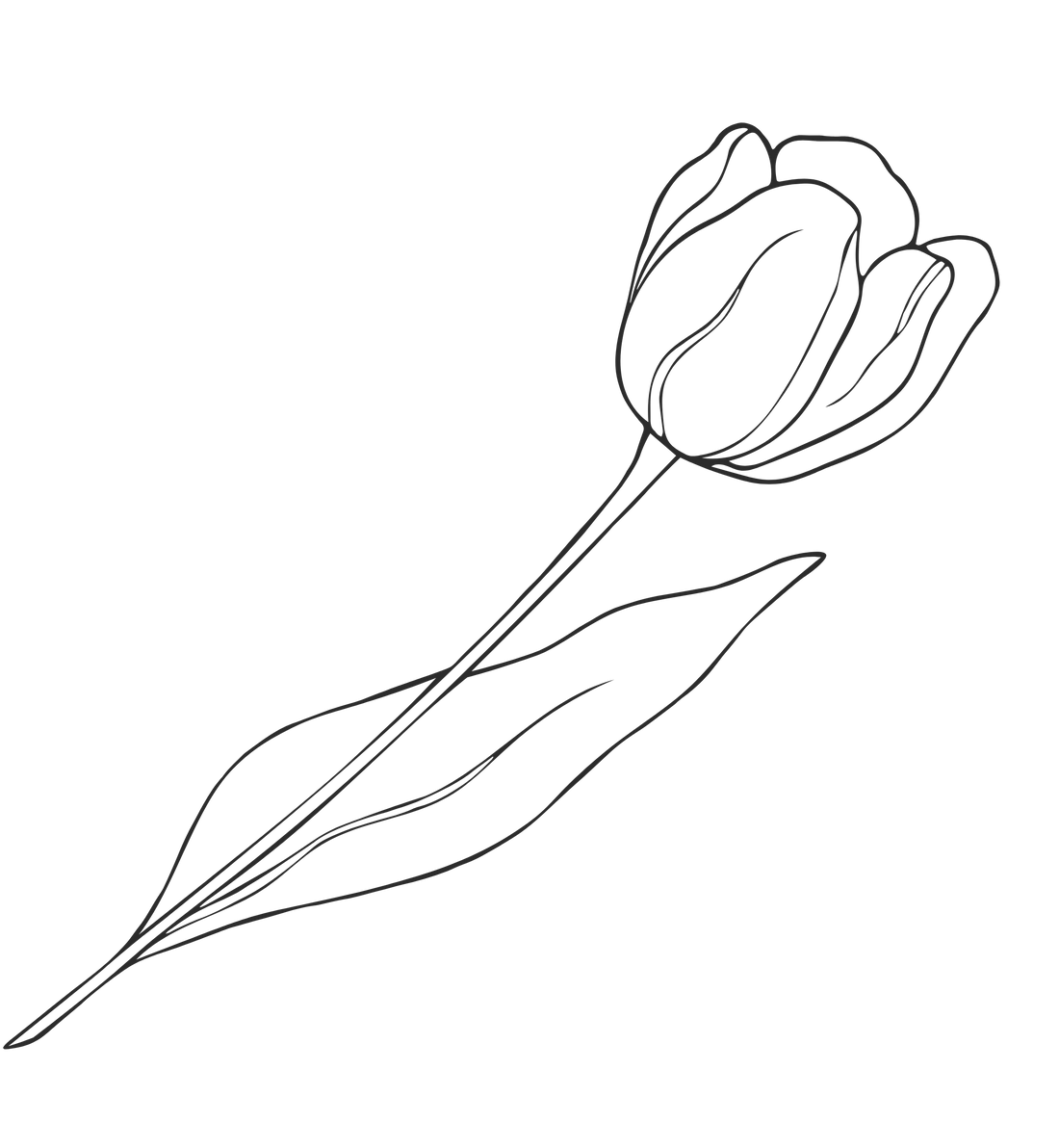 Tulip Flower Graphic