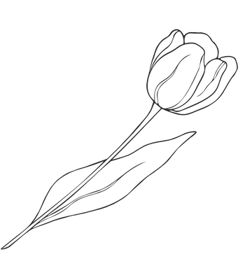 Tulip Flower Graphic